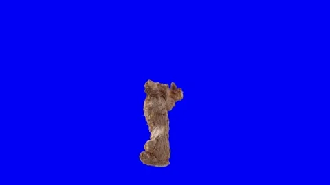 Ginger spin 360 degrees isolated on blue screen Stock Footage 144533864