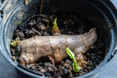 Ginger sprout to boost the immune system, zingiber officinale Stockfoto's