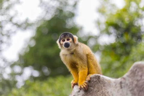 Ginger squirrel monkey with black head Stock Photos