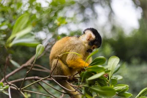 Ginger squirrel monkey with black head Stock Photos