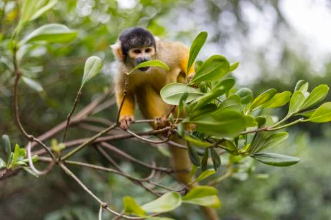 Ginger squirrel monkey with black head Fotos Stock