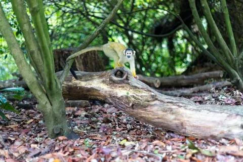 Ginger squirrel monkey with black head Fotos Stock