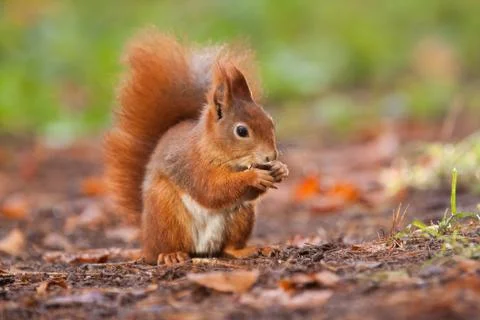Ginger squirrel with nut Stock Photos