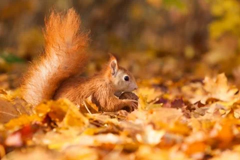 Ginger squirrel with nut Stock Photos
