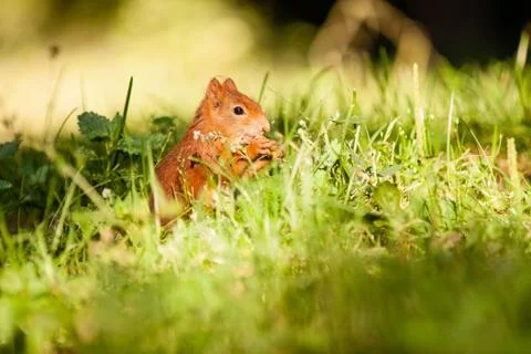 Ginger squirrel with nut Foto stock