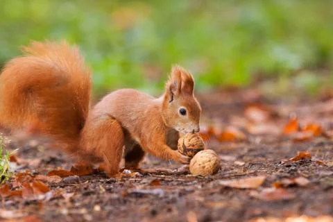 Ginger squirrel with nuts Stock Photos