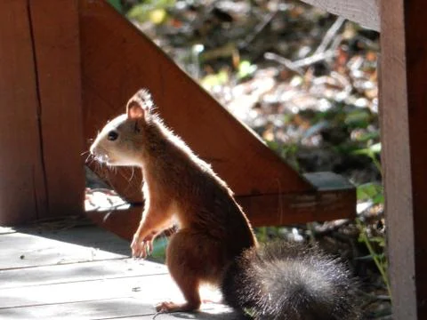 Ginger squirrel stands on its hind legs in a ray of sunlight Stock Photos
