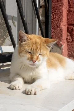 Ginger stray cat basking in the sun Stock Photos