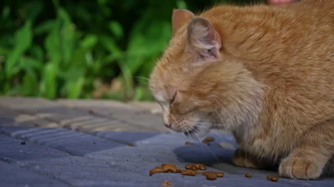 Ginger Stray Cat Grooming on Pavement Stock Footage 276413998