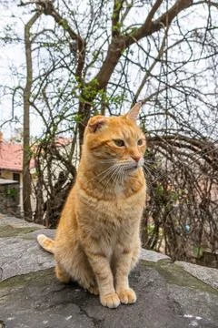 Ginger stray cat with notched ear on a stone pavement. Stock Photos
