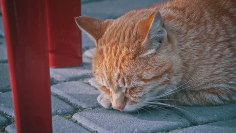 Ginger Stray Cat Resting Under Chair Stock Footage 276683381