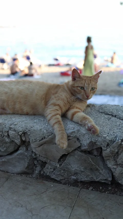 Ginger stray cat rests on a stone wall near a busy summer beach Stock Footage 341556376