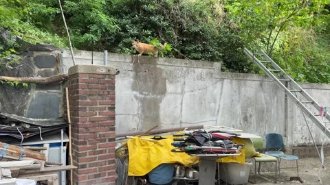 Ginger Stray Cat Standing on Concrete Wall in Backyard with Trees Background Stock Footage 339279173