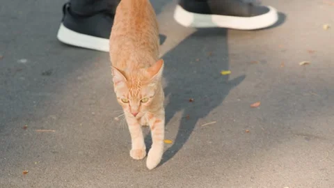 Ginger Stray Cat Walking Toward Camera on Pavement in Lumpini Park Stock Footage 343363053