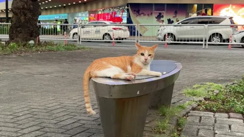 Ginger Street Cat Resting on Concrete Planter, MOA 4K 60fps 動画素材 338350448