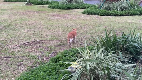 Ginger Street Cat Walking in MOA Garden 4K 60fps Video stock 338350417