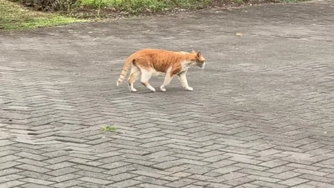 Ginger Street Cat Walking on Pavement at MOA 4K 60fps Video stock 338350439