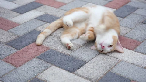 Ginger striped cat with eyes of different colors playing in the courtyard. Video stock 248610349