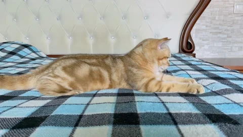 Ginger striped cat lying on blue checkered bed and jumping. Stock Footage 159539962