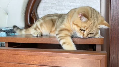 Ginger striped cat playing on bedside table. Stock Footage 159869322