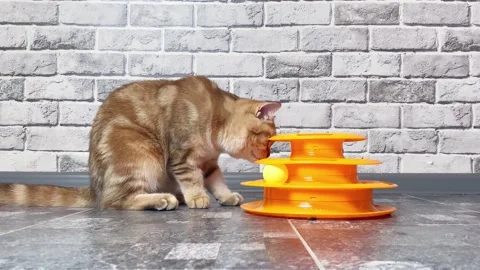 Ginger striped cat playing with cat toy. Stock Footage 162479971