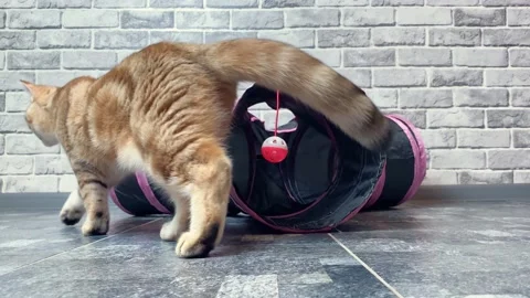Ginger striped cat playing with cat toy. Stock Footage 162481420