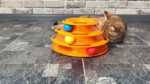 Ginger striped cat playing with cat toy Video stock 162974562