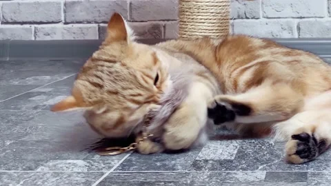 Ginger striped cat playing Stock Footage 163980723