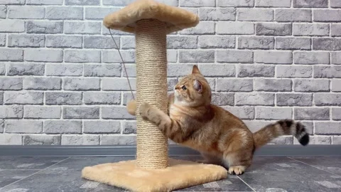 Ginger striped cat playing with fur ball Stock Footage 168634271