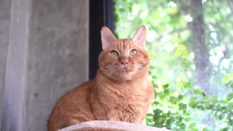 A ginger striped cat is sitting in the room. Stock Footage 345649500