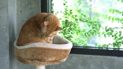 A ginger striped cat is sitting in the room. Stock Footage 345649506