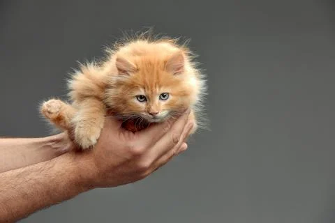 Ginger striped cute kitten on a gray background. Purebred cat of Scottish breed Foto stock