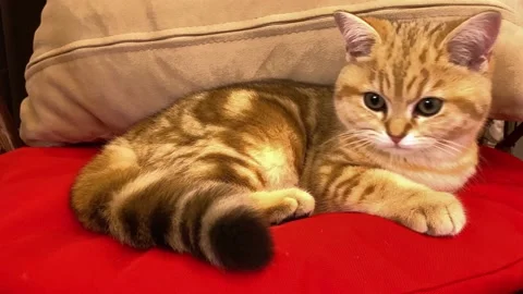 Ginger striped kitten laying on red cat bed. Video stock 157009393