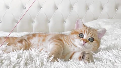 Ginger striped kitten lying and playing on white bed. Stock Footage 155503276