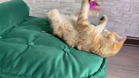 Ginger striped kitten lying on back and playing on green cat bed. Stock Footage 156814064