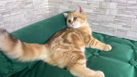 Ginger striped kitten lying on green cat bed. Stock Footage 157907563