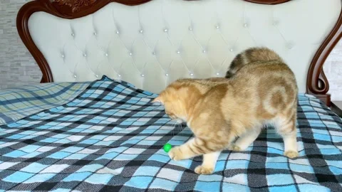 Ginger striped kitten playing with ball on blue  blanket. Stock Footage 160041647