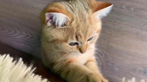 Ginger striped kitten playing in bedroom. Stock Footage 157600867