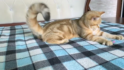 Ginger striped kitten playing on blue  blanket. Stock Footage 159713637