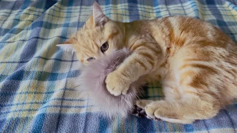 Ginger striped kitten playing with fur ball on blue checkered blanket. Stock Footage 157905002