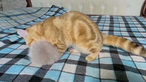 Ginger striped kitten playing with fur ball Stock Footage 159810040