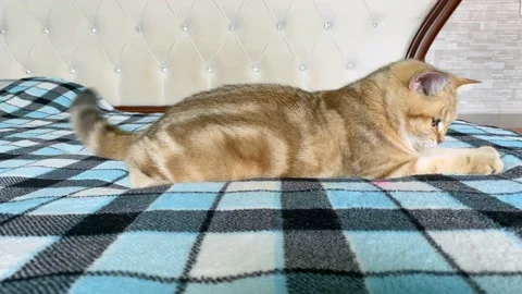 Ginger striped kitten playing with light spot Stock Footage 161741696