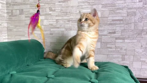Ginger striped kitten sitting and playing on green cat bed. Stock Footage 157008119