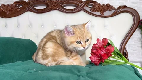 Ginger striped kitten sniffing red flowers on green cat bed Stock Footage 155848668