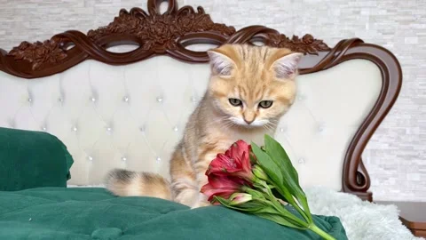 Ginger striped kitten sniffing red flowers on green cat bed Stock Footage 160199253