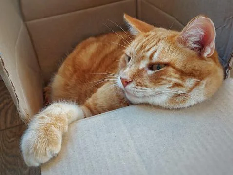 A ginger tabby adult cat sits in a cardboard box Stock Photos