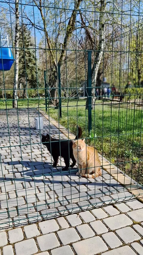 Ginger Tabby and Black Cat Sitting Behind Wire Fence on Paved Walkway Stock Footage 339000225