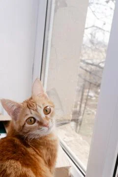 Ginger tabby cat with head tilted looking at camera near window Stock Photos