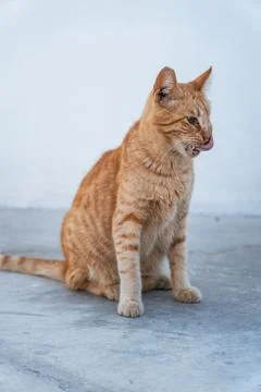 Ginger tabby cat licking its lips on a plain background Stock Photos