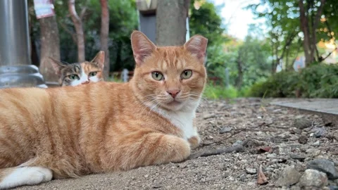Ginger Tabby Cat Looking at Camera as Calico Cat Peeks from Behind Video stock 347301790